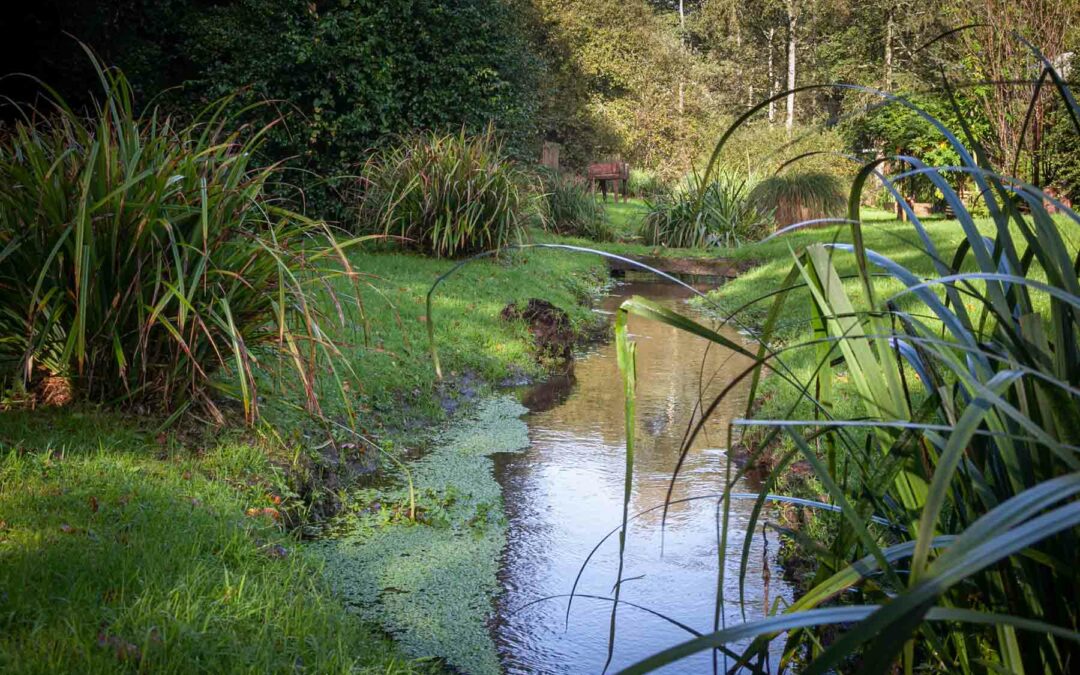 Le jardin de pluie : une solution écologique innovante pour la gestion des eaux pluviales